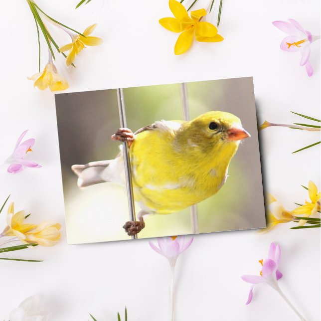 Gold Finch Swinging On Feeder Postcard (Creator Uploaded)