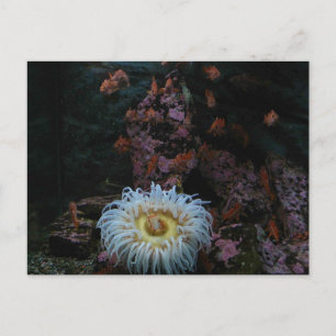 Gold Fish and Sea Anemone Postcard