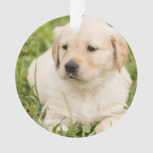 Gold Lab Puppy customizable Christmas Ornament