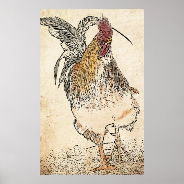 Gold Laced Cockerel Poster (Front)