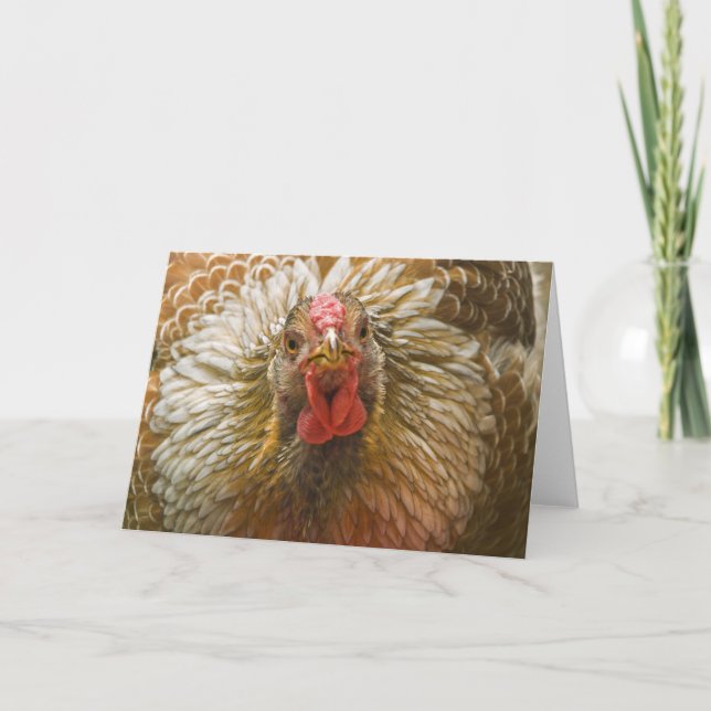 Gold-Laced Wyandotte Hen Card (Front)