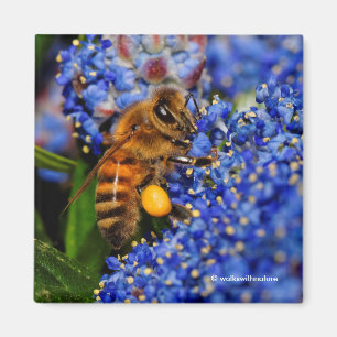 Gold on Blue: Honeybee on the California Lilac Magnet
