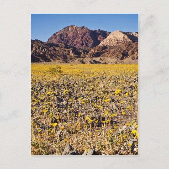 Gold Rush Postcard (Front)