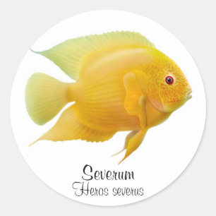 Gold Severum Cichlid Sticker