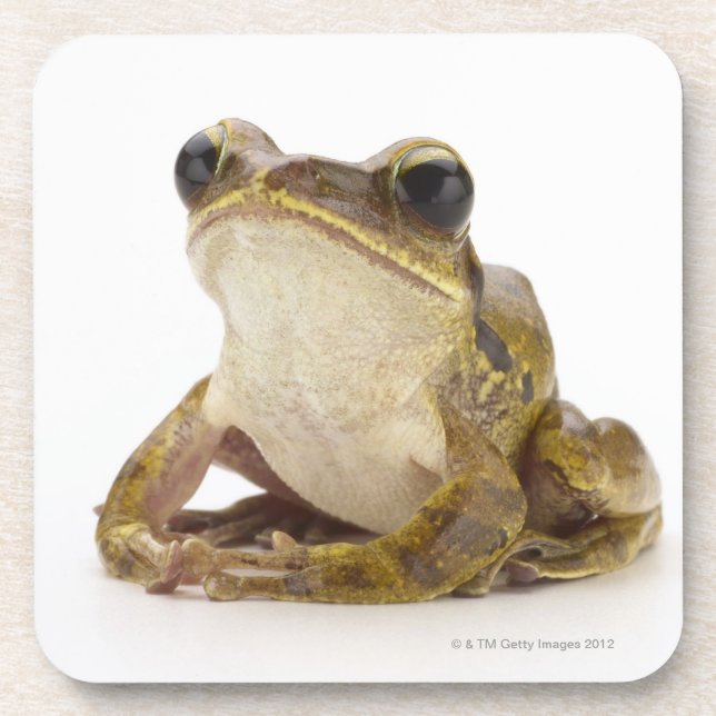 Gold tree frog coaster (Front)