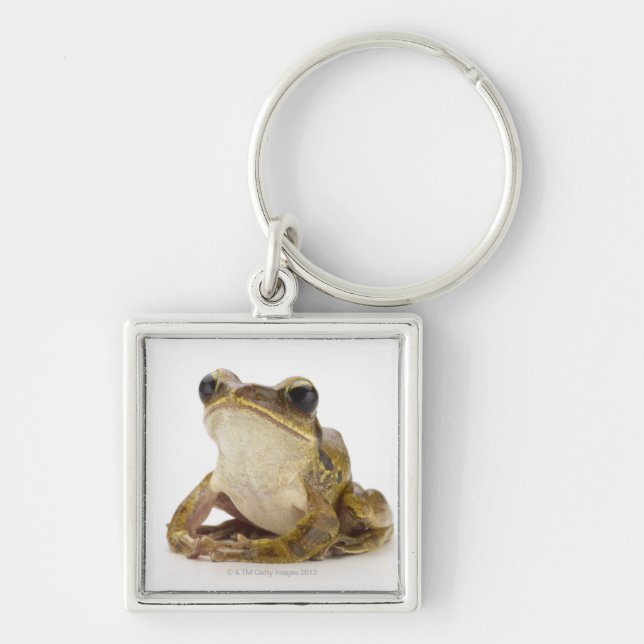 Gold tree frog keychain (Front)