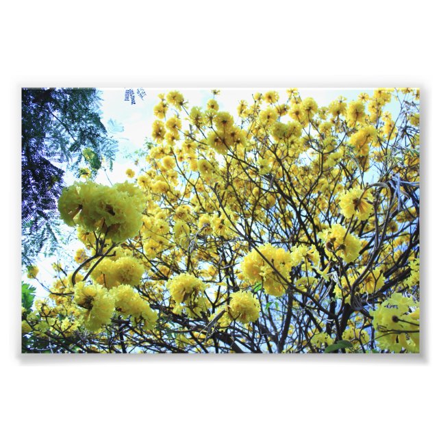 Gold Tree hawaii Photo Print (Front)