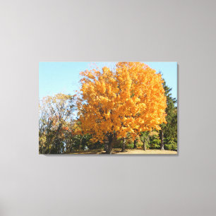 Gold Tree in Autumn Canvas Print
