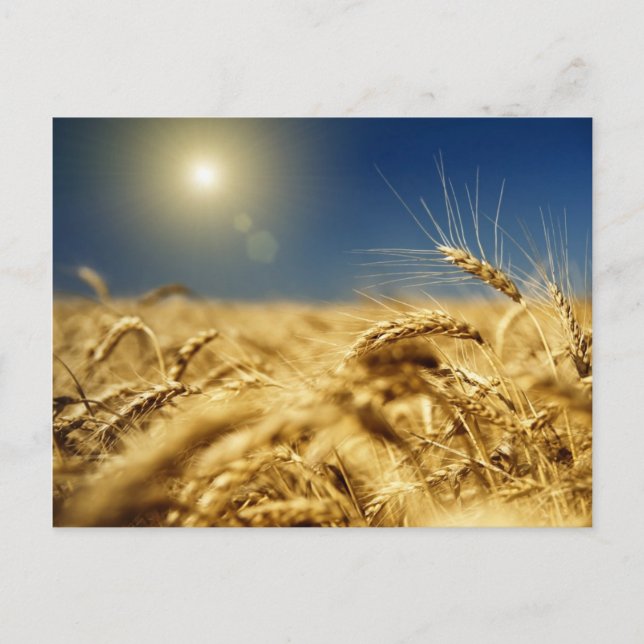 Gold wheat and blue sky with sun postcard (Front)
