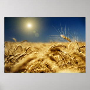 Gold wheat and blue sky with sun poster