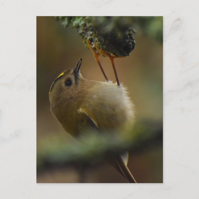 Goldcrest  postcard (Front)