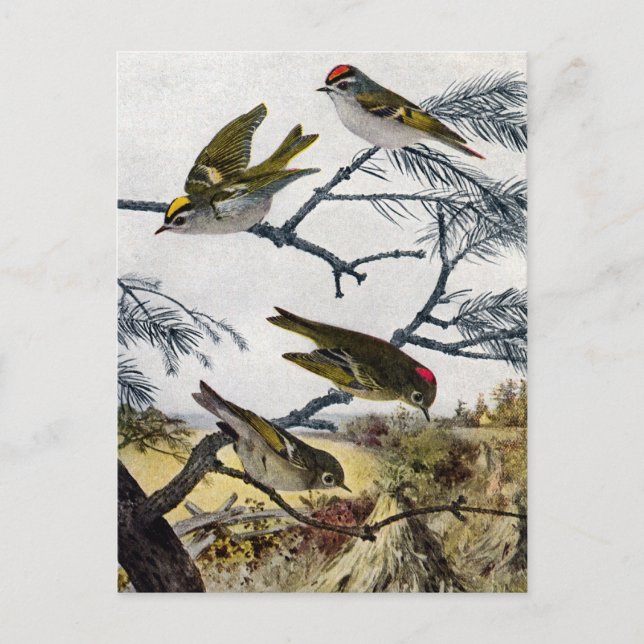 Golden and Ruby-Crowned Kinglets Postcard (Front)