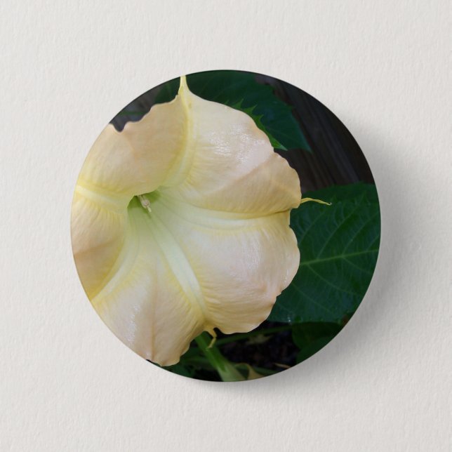 Golden Angels trumpet flower close up 2 Inch Round Button (Front)