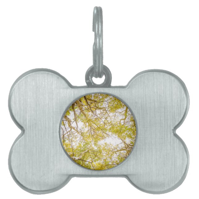 Golden Aspen Forest Canopy Pet Name Tag (Front)