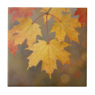 Golden Autumn Maple Leaves Tile