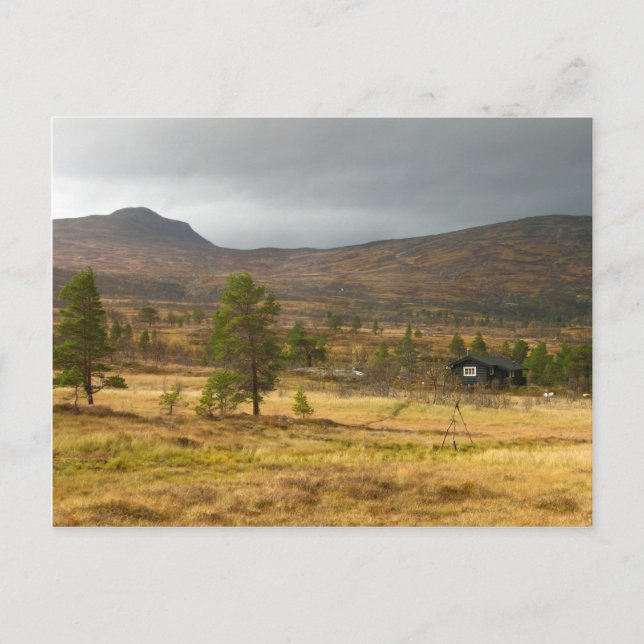 Golden Autumn on a Norwegian mountain plateau Postcard (Front)