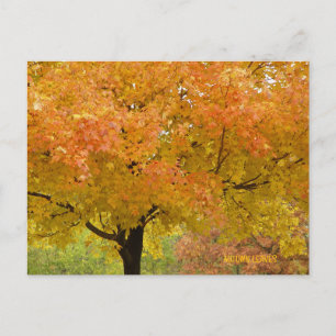Golden Autumn Trees Postcard