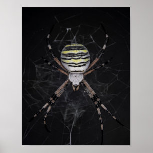 Golden Banded Garden Spider Spider Lovers Gift Poster