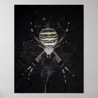Golden Banded Garden Spider | Spider Lovers Gift Poster