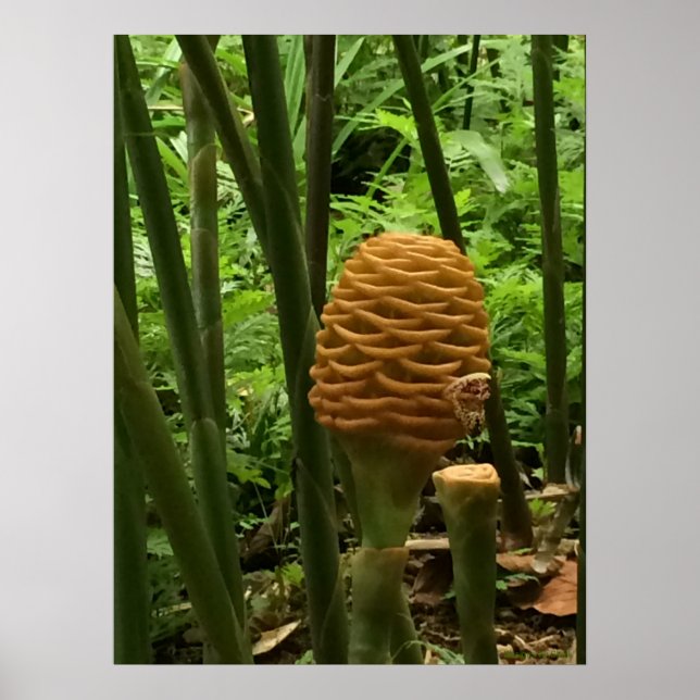 Golden Beehive Ginger Plant Poster (Front)