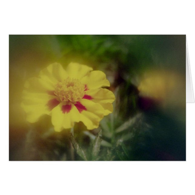 Golden Blossom (Front Horizontal)