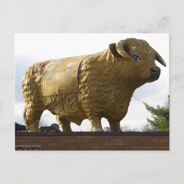 Golden Bovine Postcard (Front)