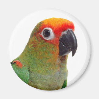Golden-capped conure magnet