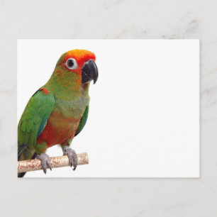 Golden-capped conure postcard
