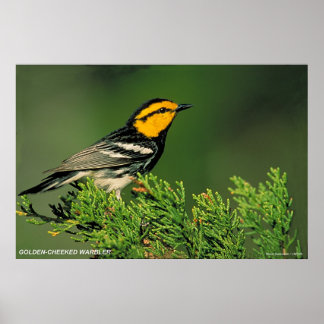 Golden-Cheeked Warbler Poster