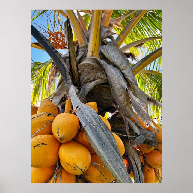 Golden Coconuts Poster (Front)