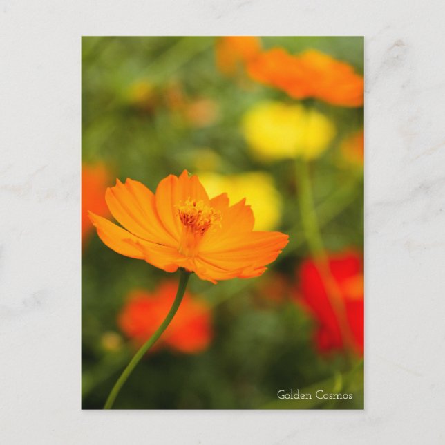 Golden Cosmos ［ carte postale] (Devant)