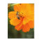 Golden Cosmos & Honey Bee［Postcard］
