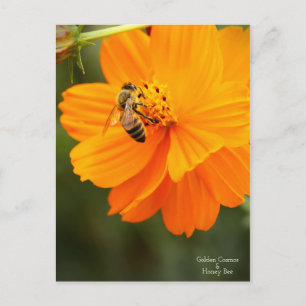 Golden Cosmos & Honey Bee［Postcard］ Postcard