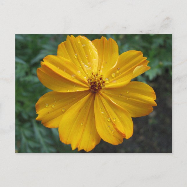 Golden Cosmos Postcard (Front)