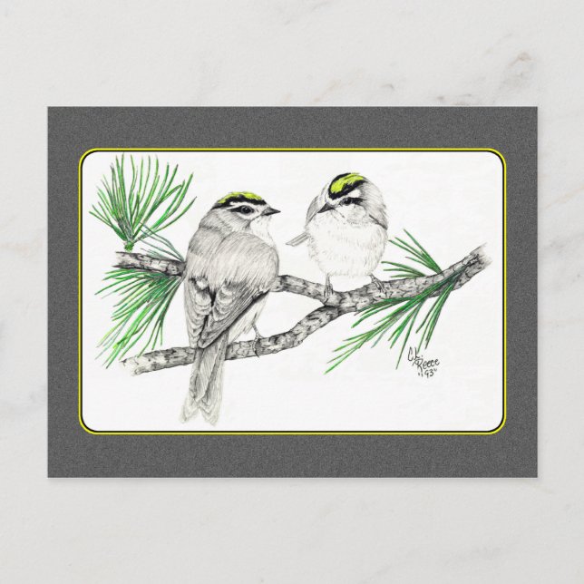 Golden Crowne Kinglet Carte postale 2 au crayon (Devant)