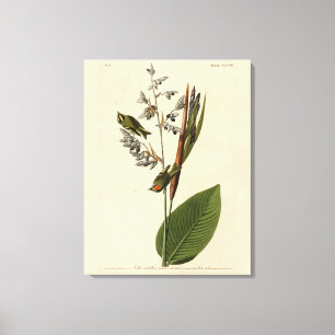 Golden-crowned Kinglet, Audubon's Birds of America Canvas Print