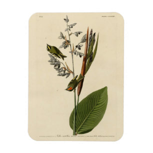 Golden-crowned Kinglet, Audubon's Birds of America Magnet