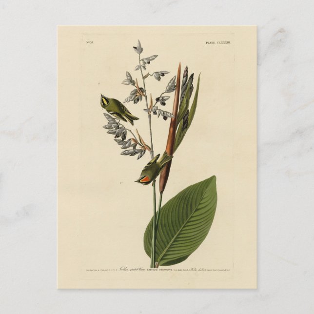 Golden-crowned Kinglet, Audubon's Birds of America Postcard (Front)
