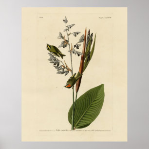 Golden-crowned Kinglet, Audubon's Birds of America Poster