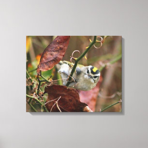 golden crowned kinglet canvas print