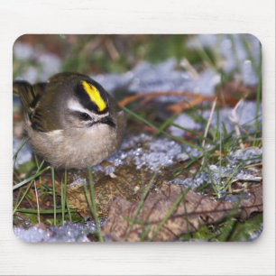 Golden-crowned Kinglet Mousepad