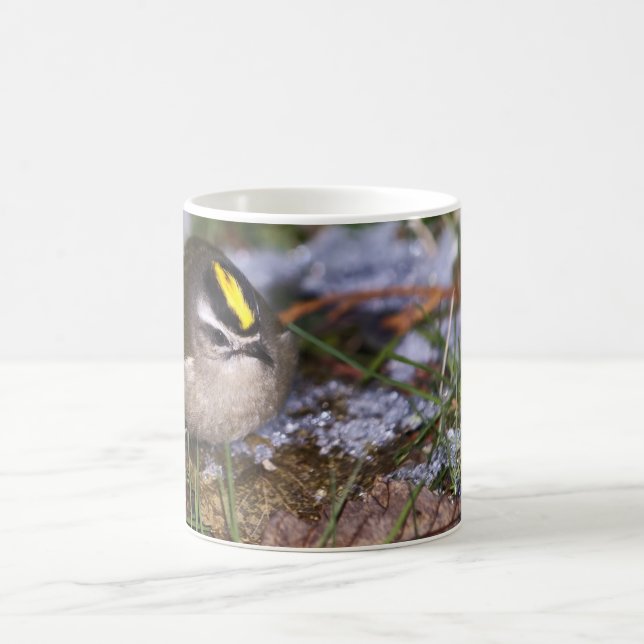 Golden-crowned Kinglet Mugs (Center)