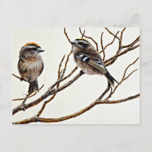Golden-crowned kinglets (male and female) postcard