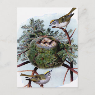 golden crowned kinglets postcard