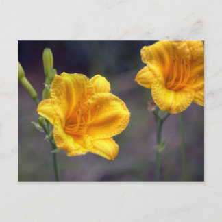 Golden Daffodil Postcard
