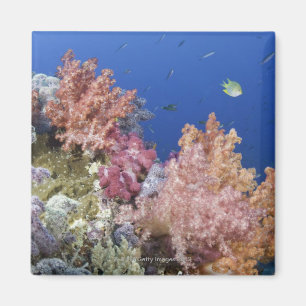 Golden Damselfish (Amblyglyphidodon aureus), Magnet