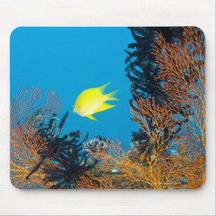 Golden Damselfish (Amblyglyphidodon aureus) Mouse Pad