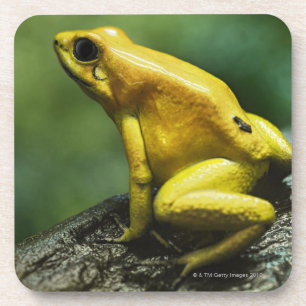 Golden Dart Frog Coaster