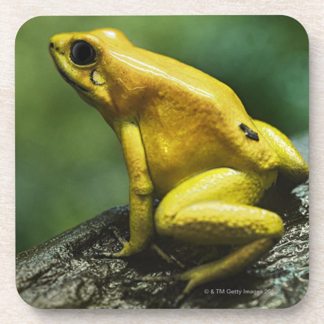 Golden Dart Frog Coaster (Front)