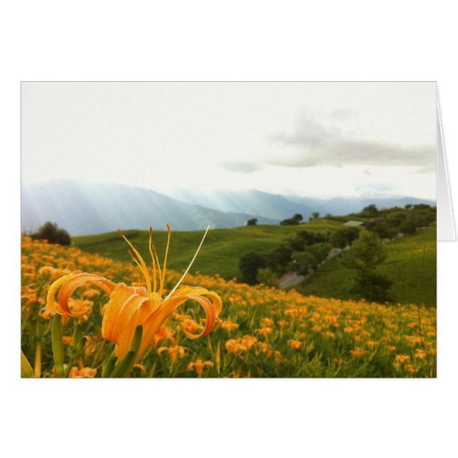 Golden Daylily flower Valley (Front Horizontal)